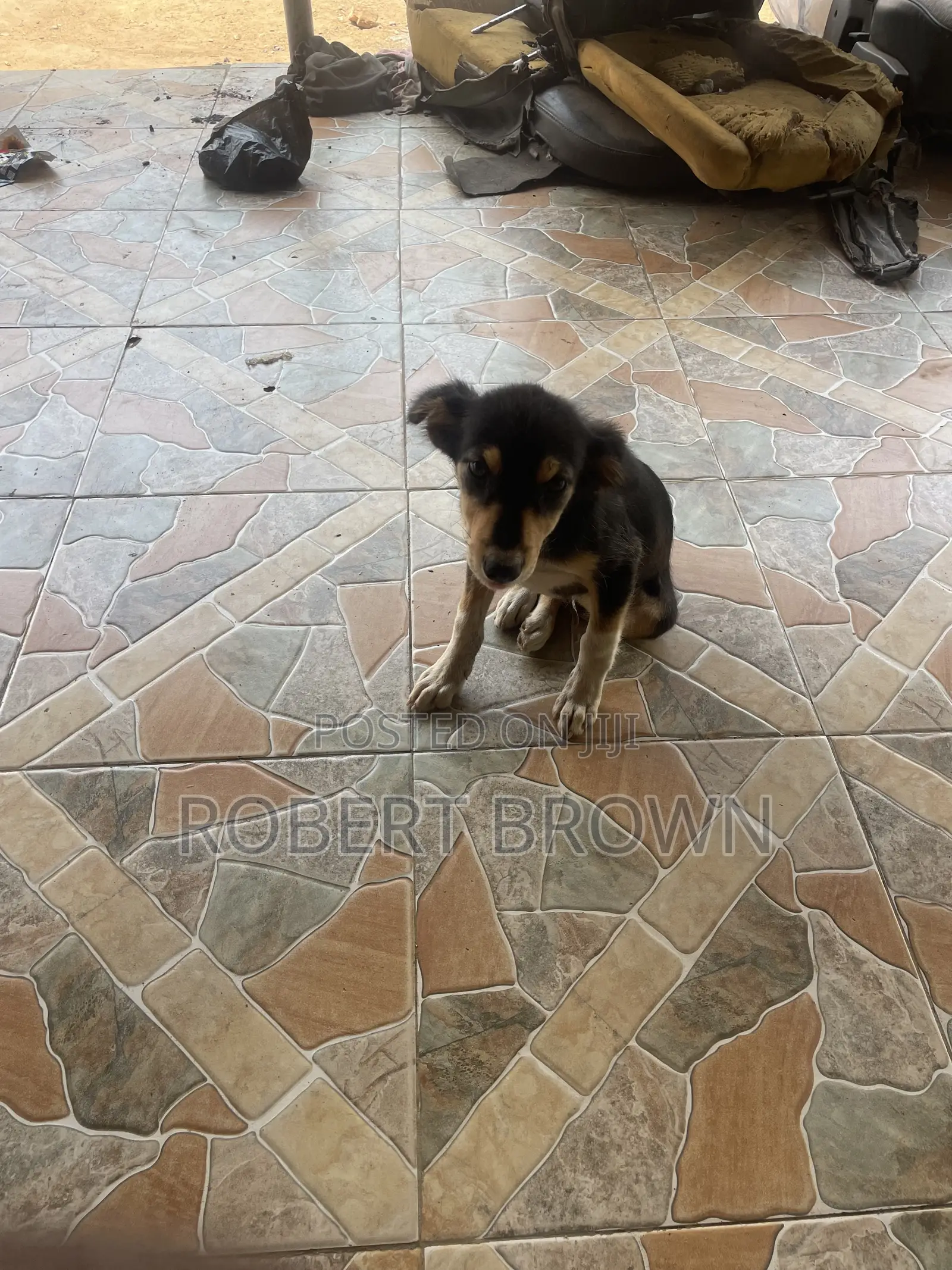 1-3 months Male Mixed Breed Dog