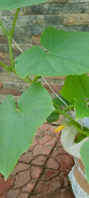 Vegetable Farm Worker