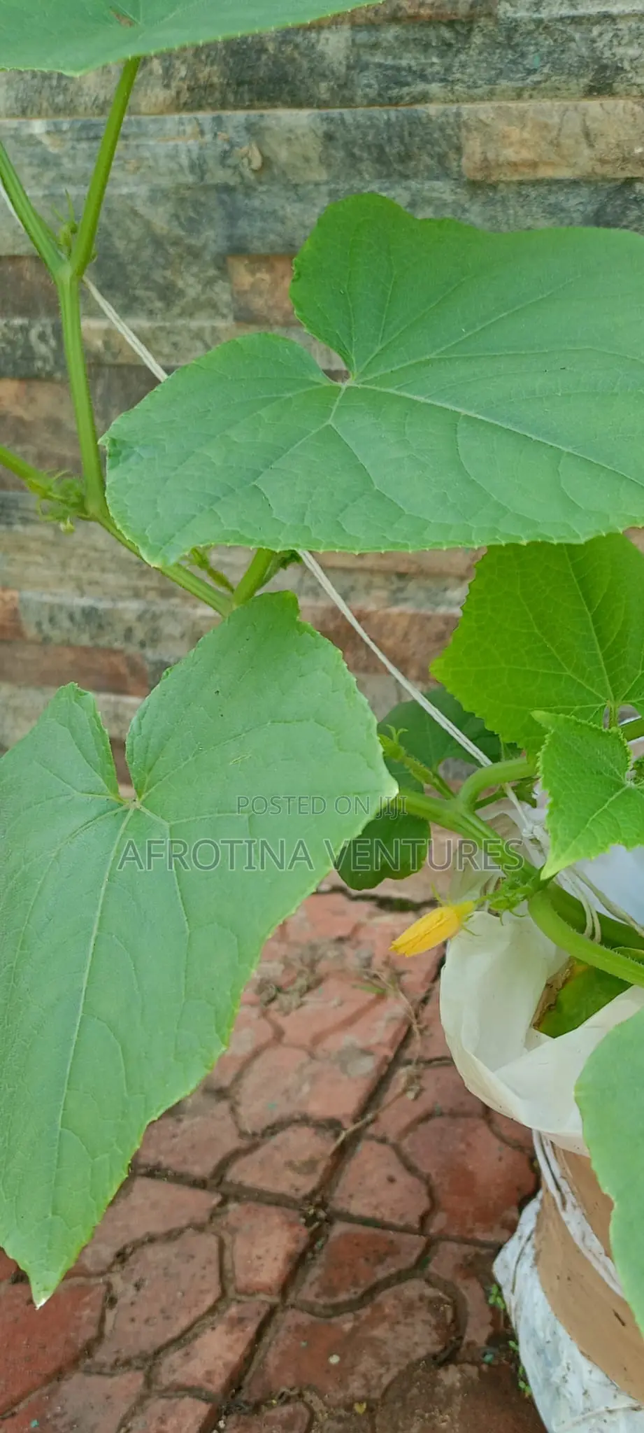 Vegetable Farm Worker