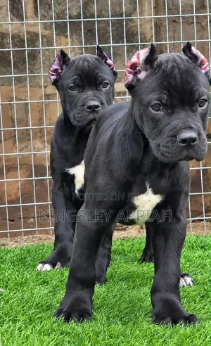 1-3 months Male Purebred Cane Corso