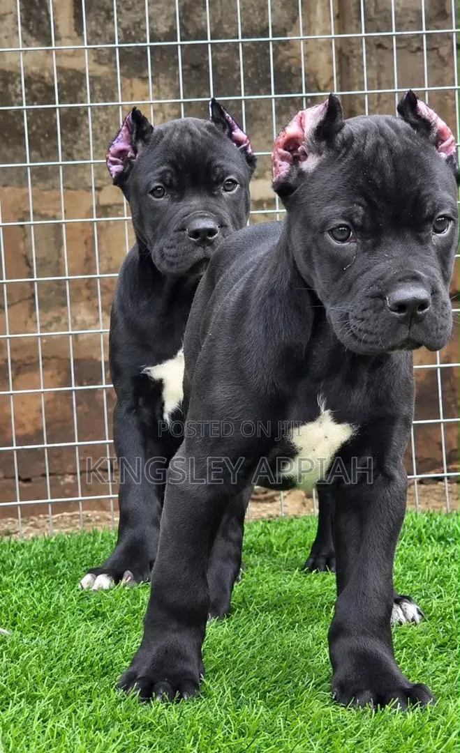 1-3 months Male Purebred Cane Corso
