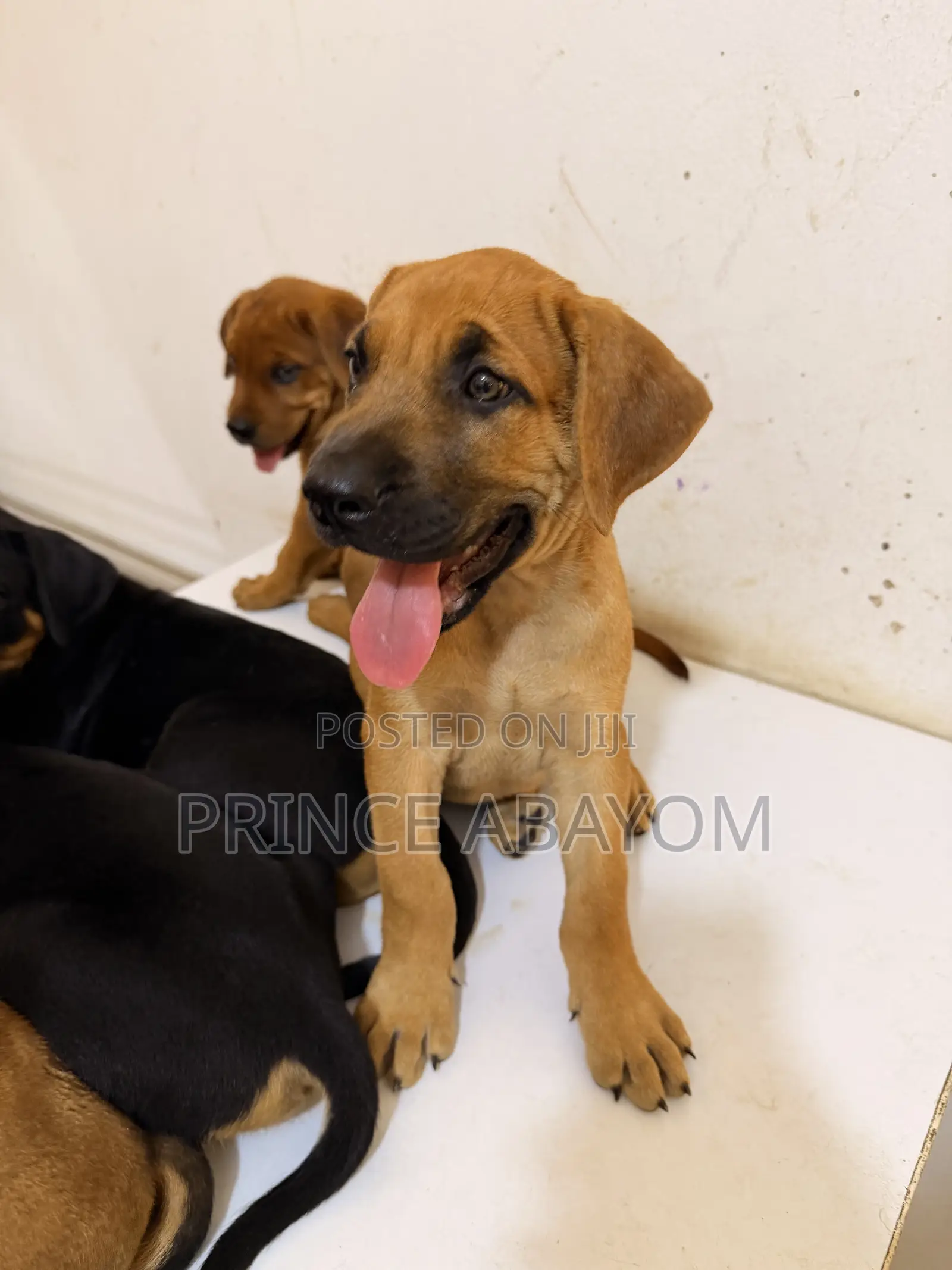 1-3 months Male Mixed Breed Rottweiler