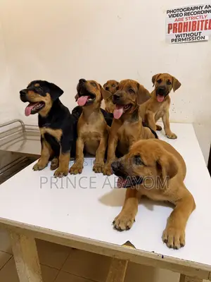 1-3 months Male Mixed Breed Rottweiler