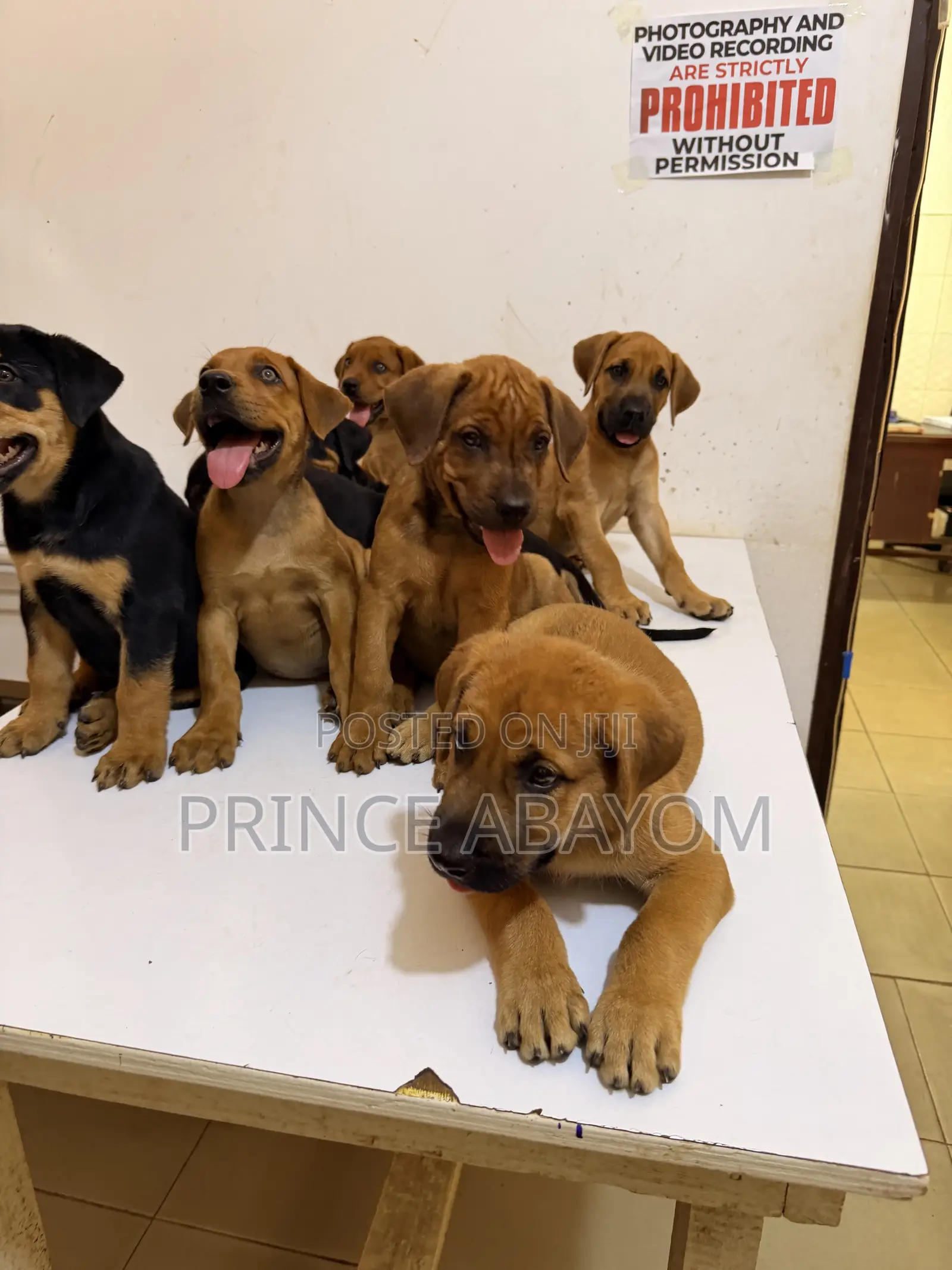 1-3 months Male Mixed Breed Rottweiler