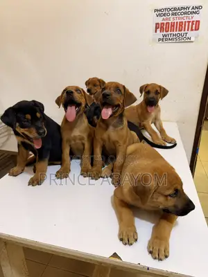 1-3 months Male Mixed Breed Rottweiler