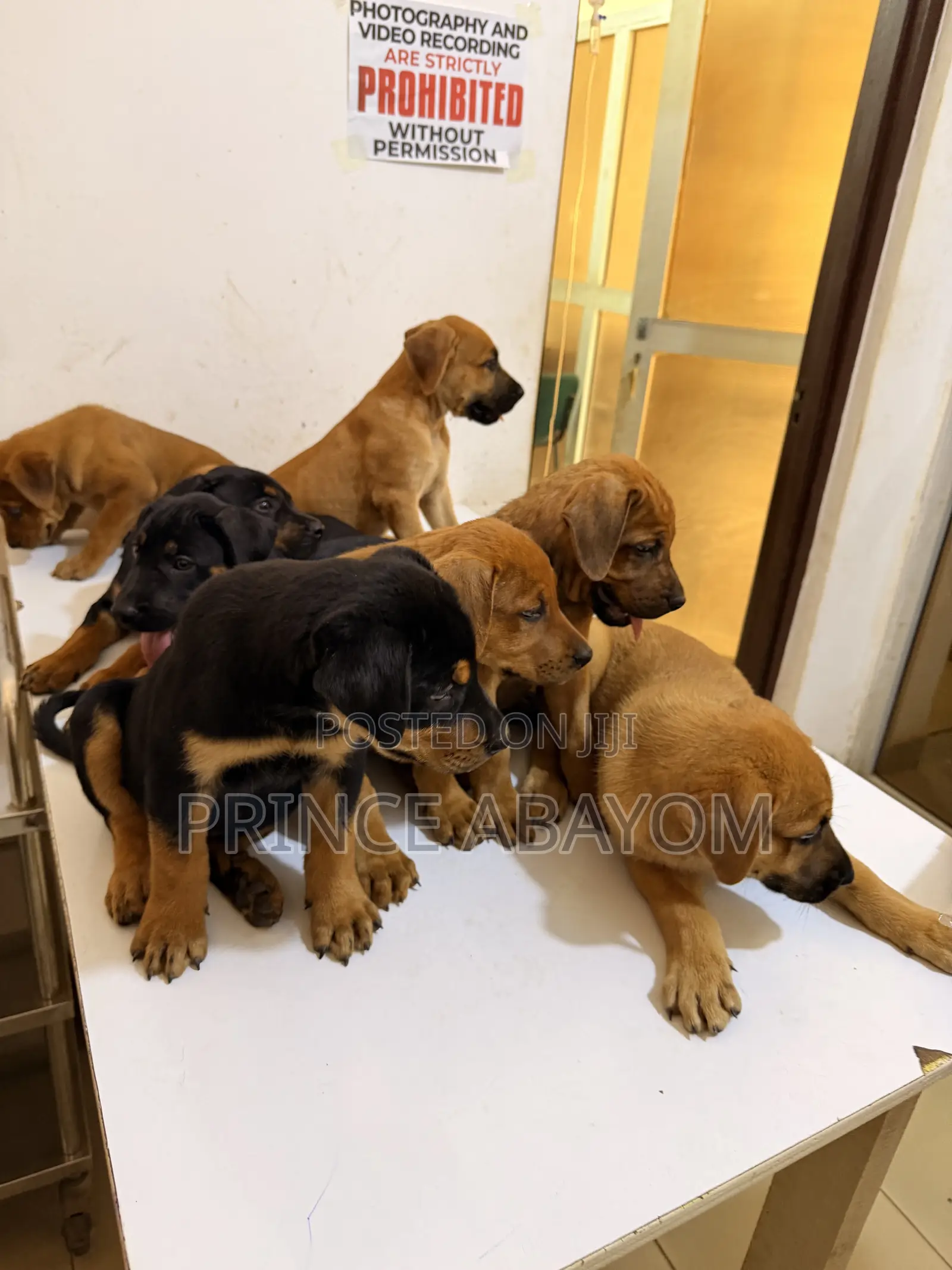 1-3 months Male Mixed Breed Rottweiler