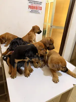 1-3 months Male Mixed Breed Rottweiler