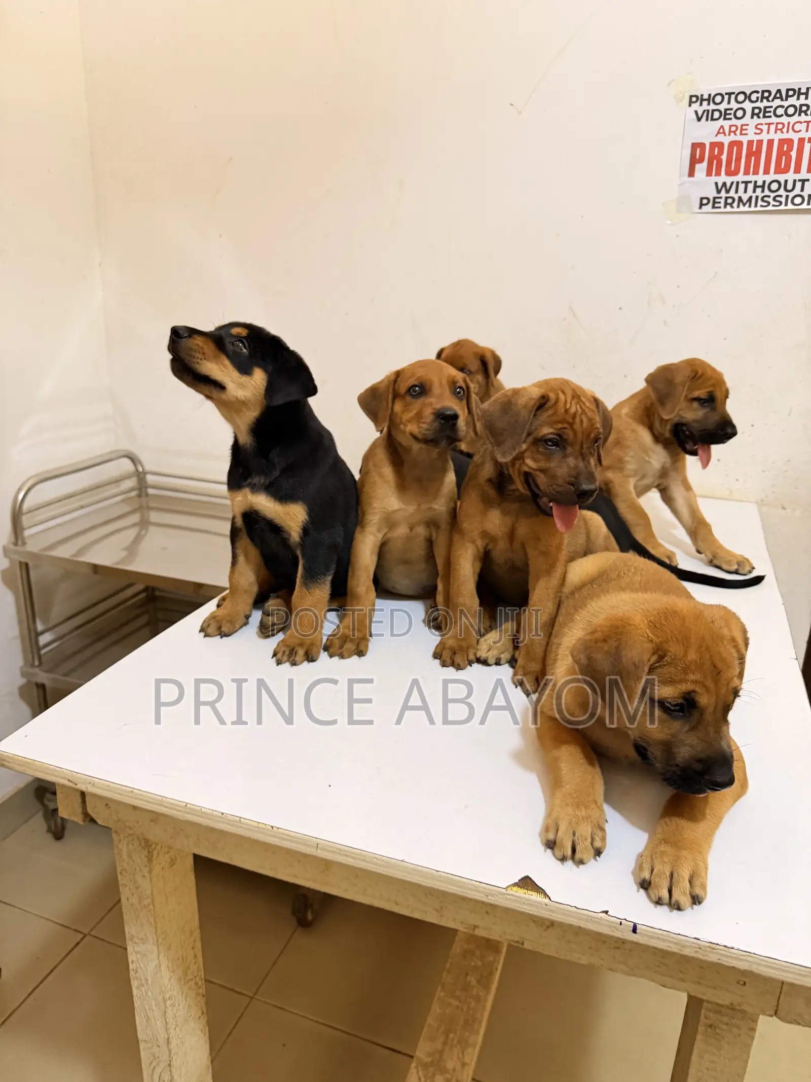 1-3 months Male Mixed Breed Rottweiler
