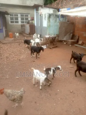 Live Goat(Billy)