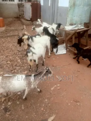 Live Goat(Billy)