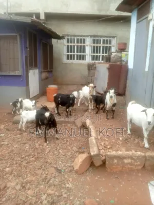 Live Goat(Billy)