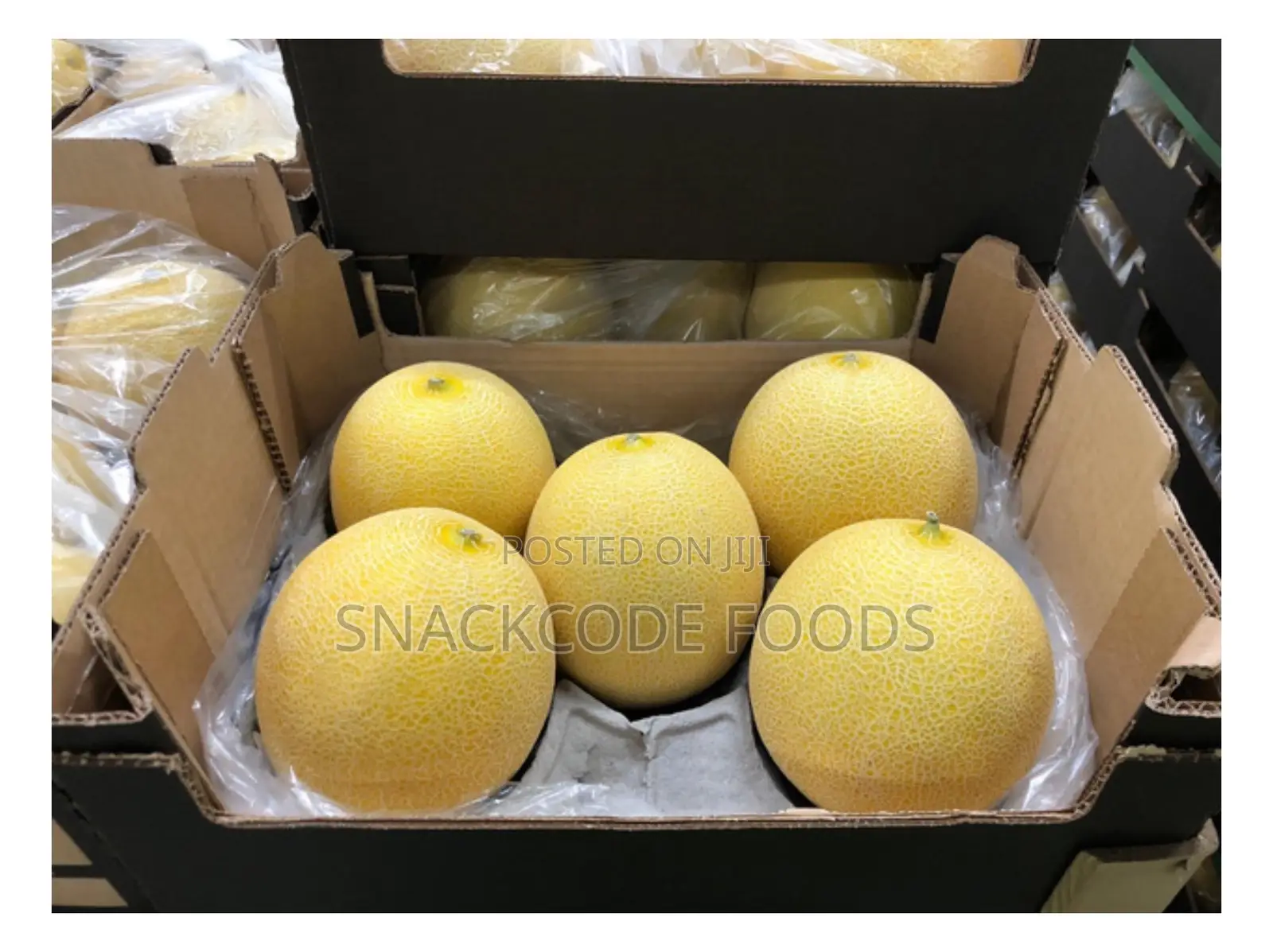 Melon Galia