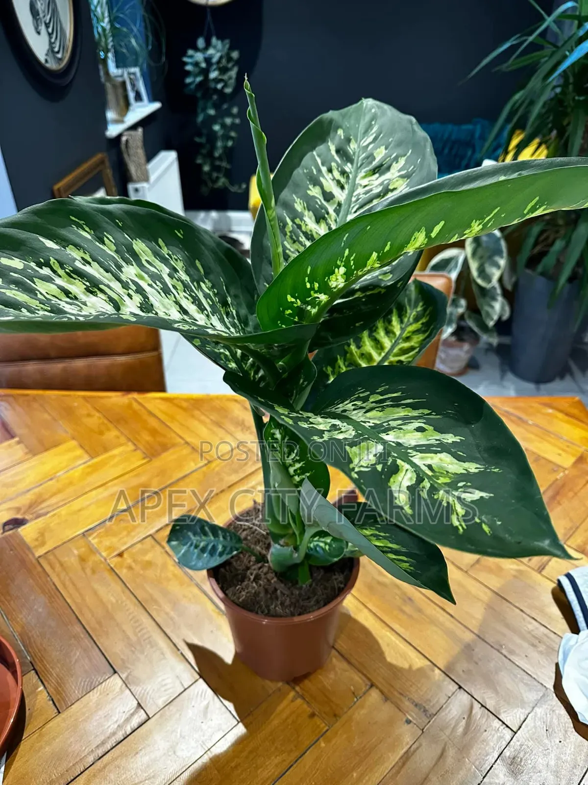 Leopard Lily, Best Flower "Poted Non Poted"