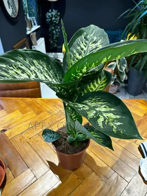 Leopard Lily, Best Flower "Poted Non Poted"