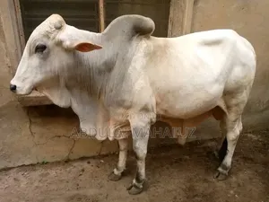 White Cow Is for Sale