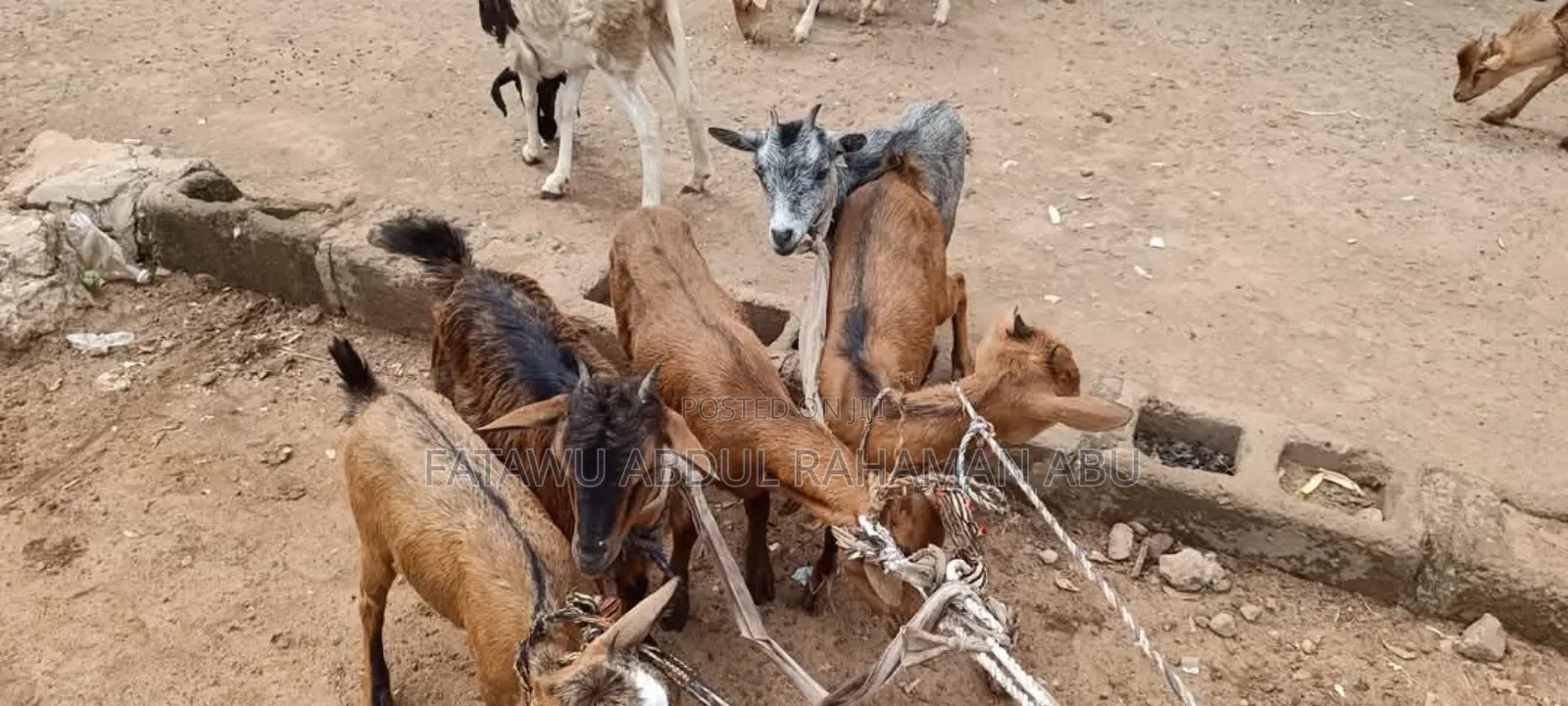 Goat Is Active Selling