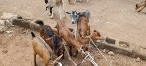 Goat Is Active Selling