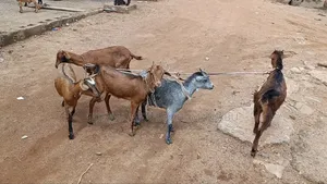 Goat Is Active Selling
