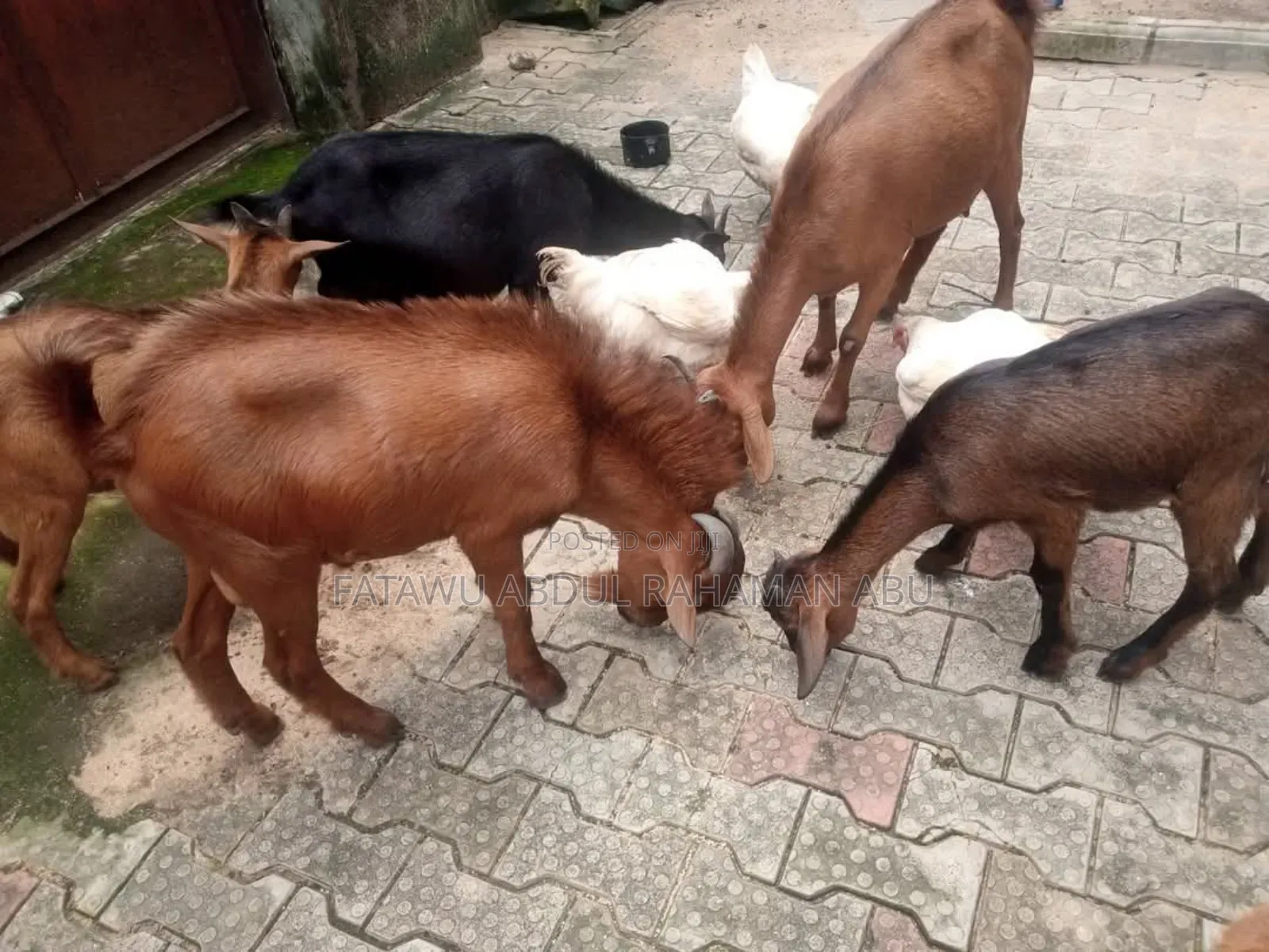 Goat Is Active Selling