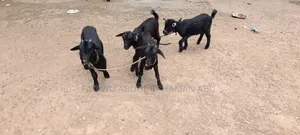 Goat Is Active Selling