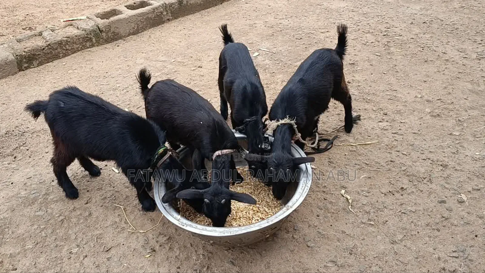 Goat Is Active Selling