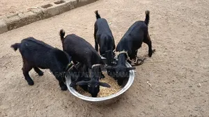 Goat Is Active Selling