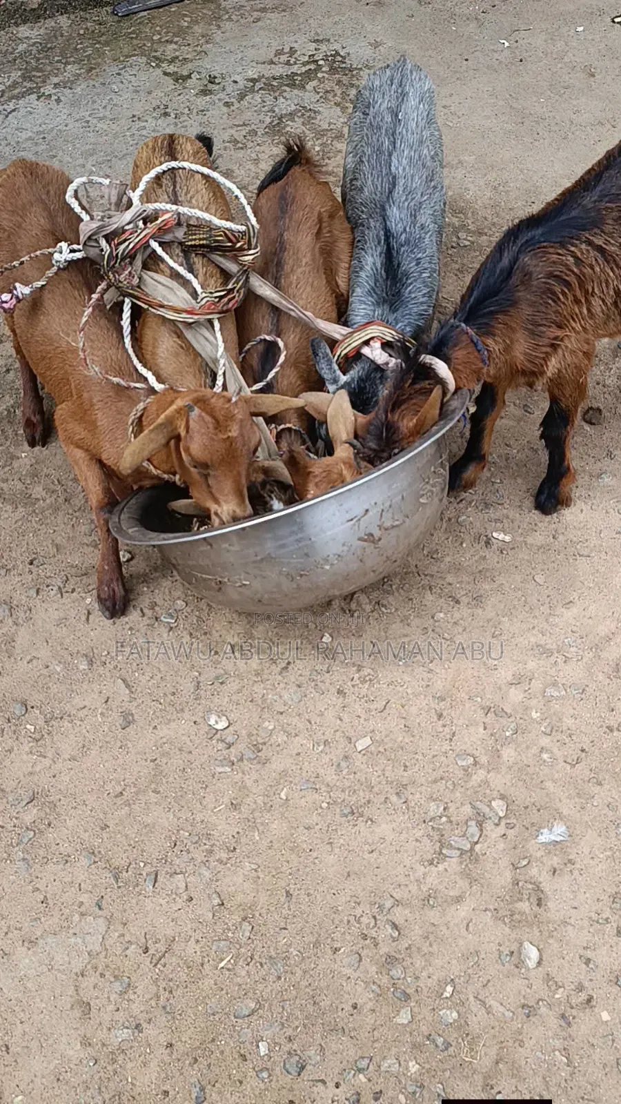 Goat Is Active Selling