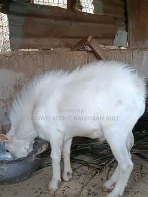 Goat Is Selling