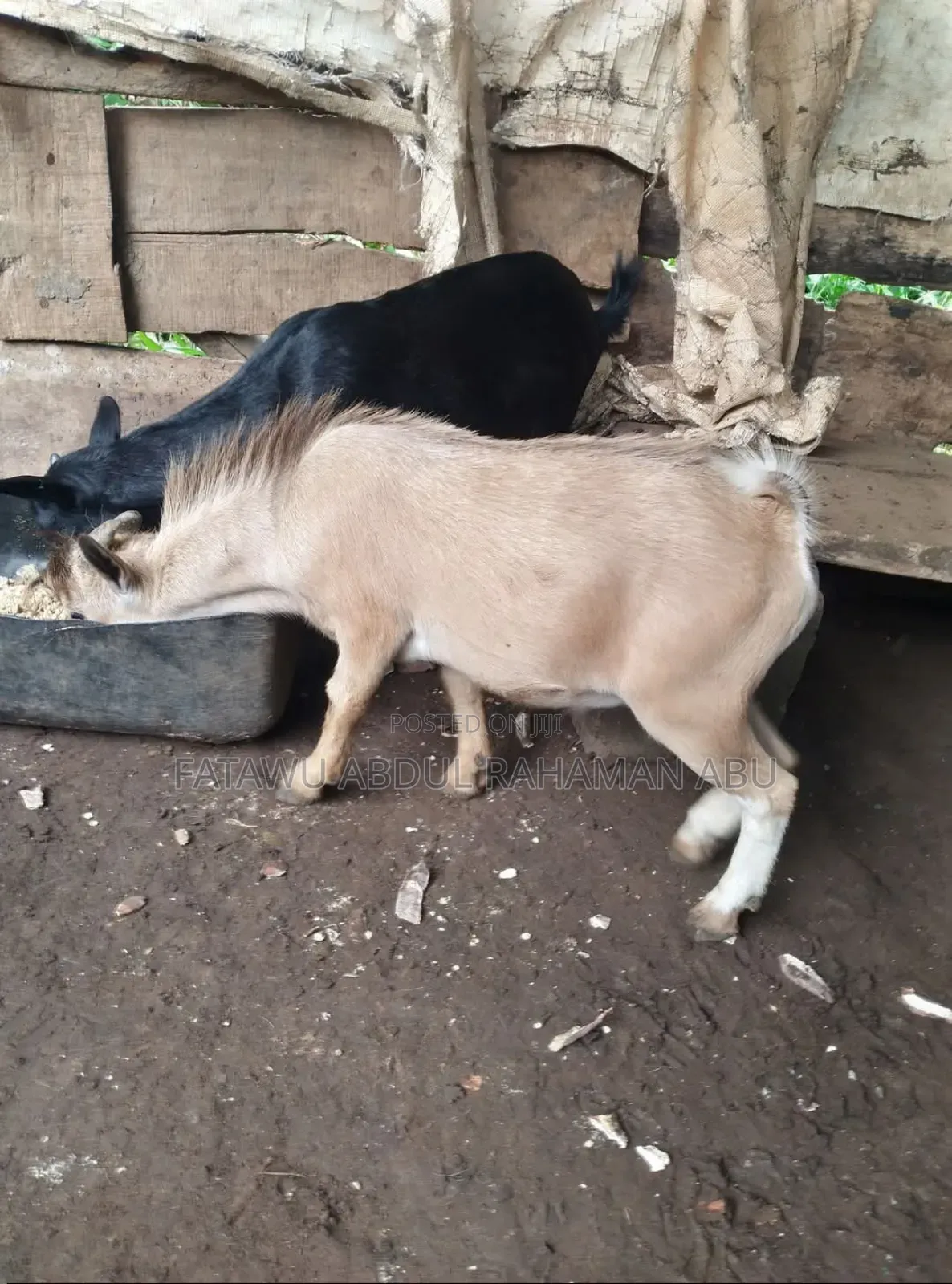 Goat Is Selling