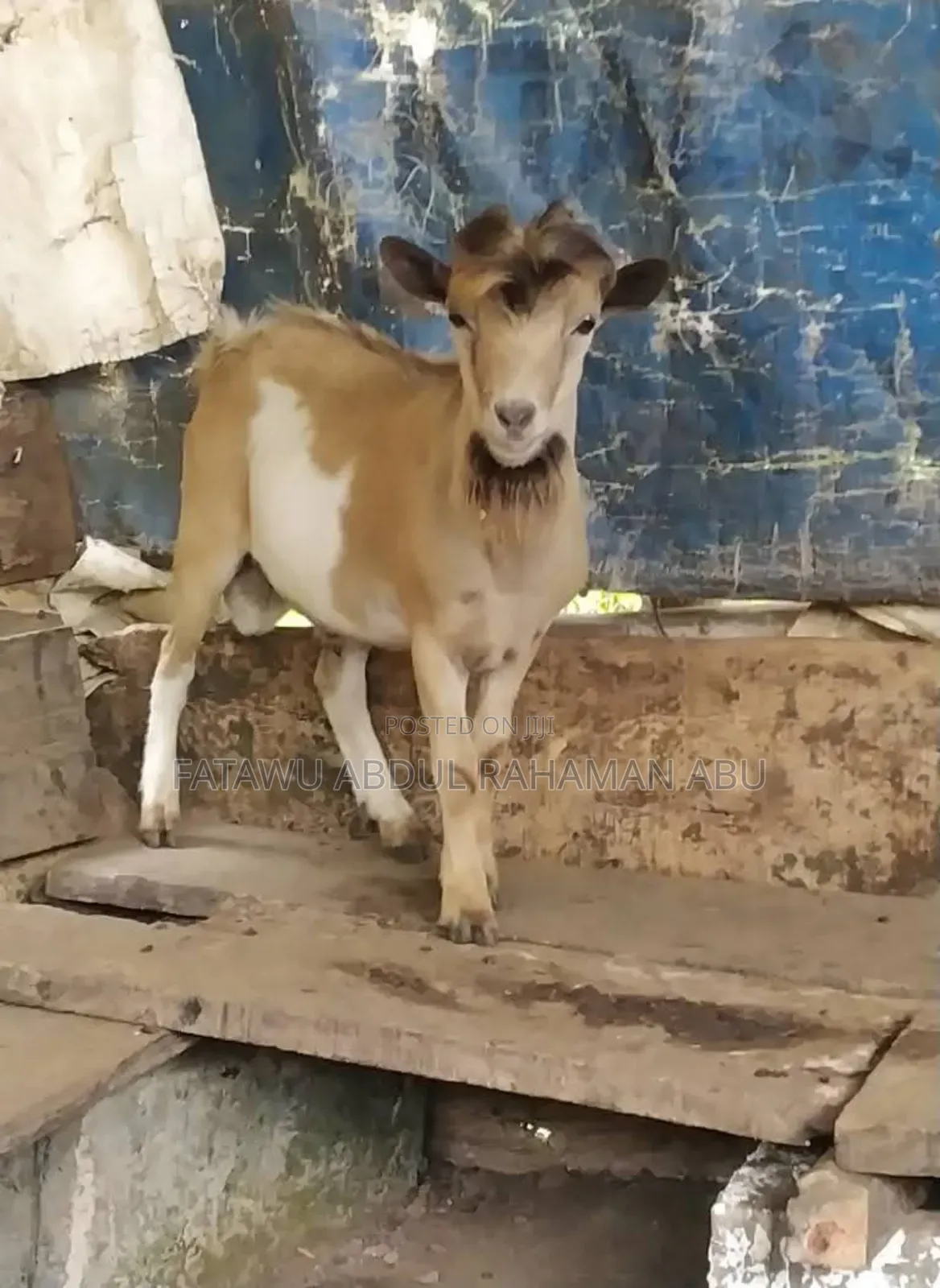 Goat Is Selling