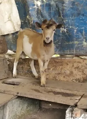 Goat Is Selling