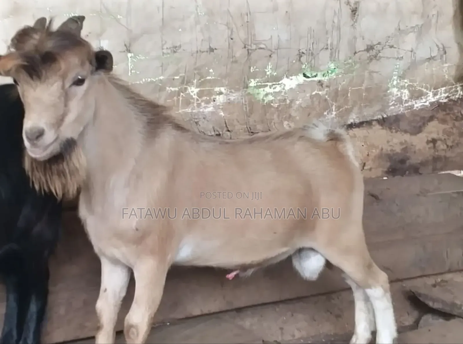 Goat Is Selling