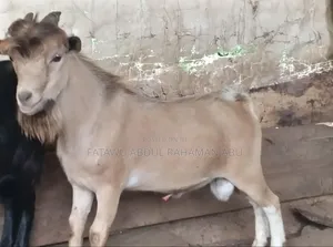 Goat Is Selling
