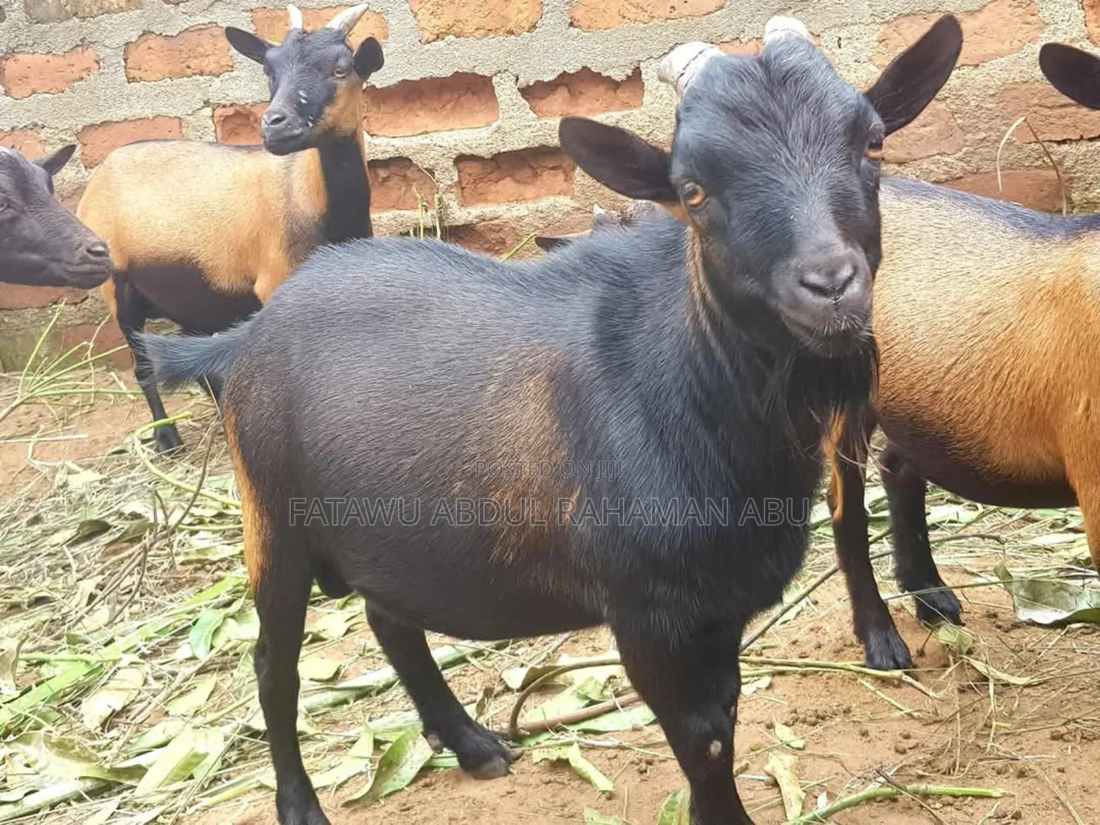 Goat Is Selling
