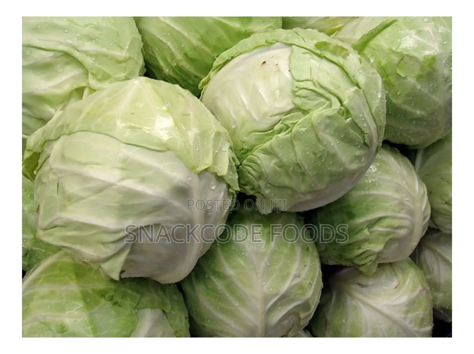 Cabbage White