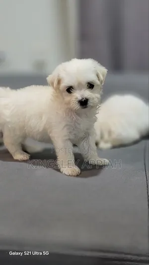 1-3 months Female Purebred Poodle