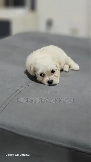 1-3 months Female Purebred Poodle