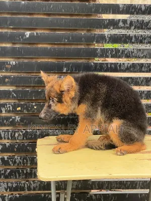 1-3 months Male Purebred German Shepherd
