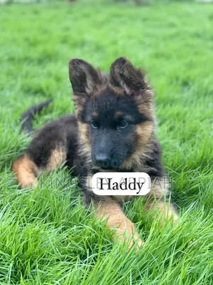1-3 months Male Purebred German Shepherd