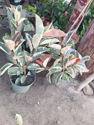Rubber Plants for Sale