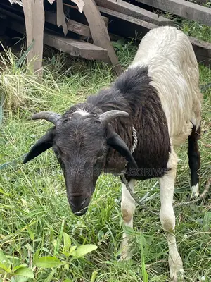 Crossed Breed Ram 