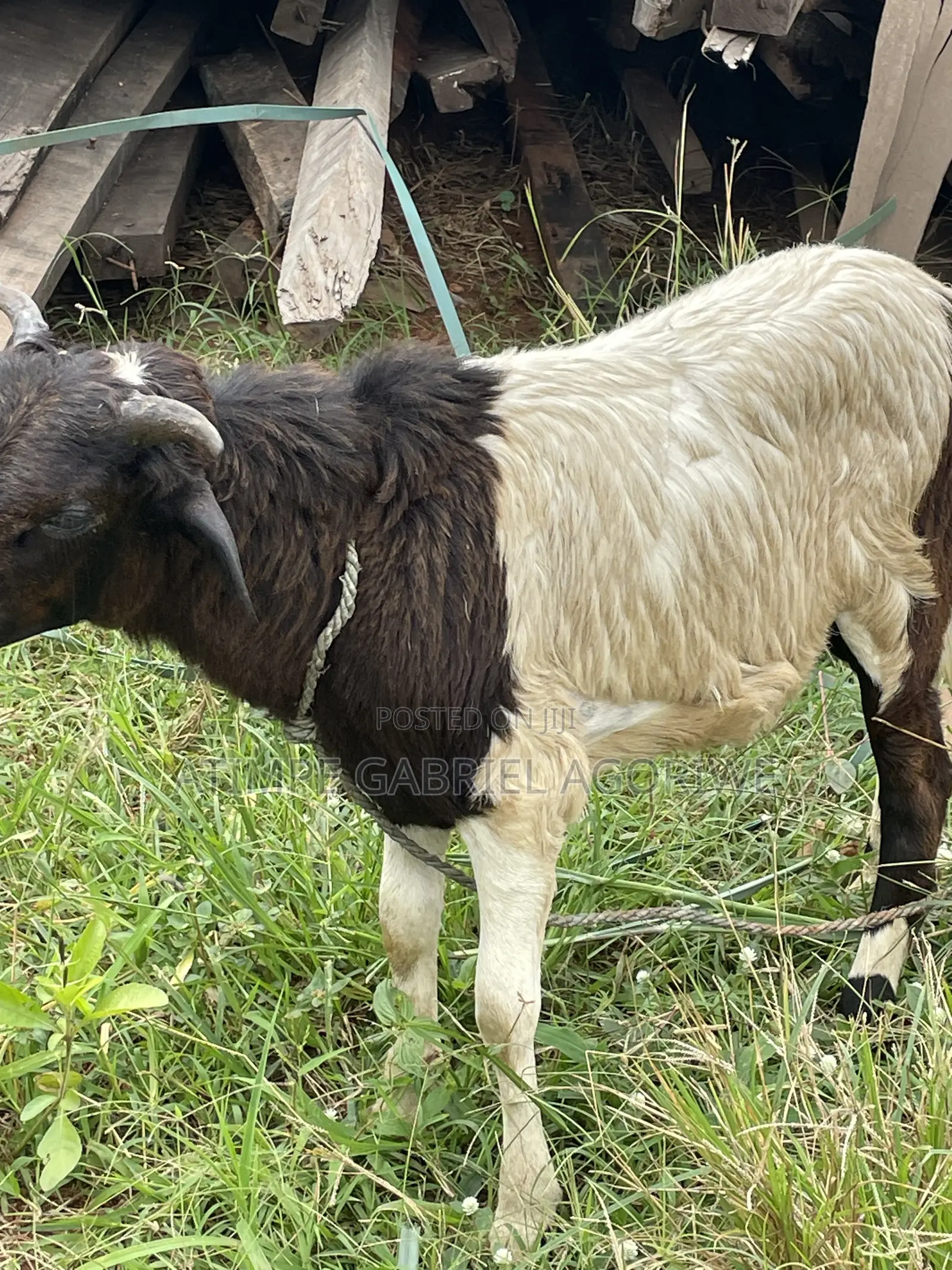 Crossed Breed Ram 