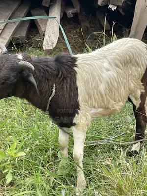 Crossed Breed Ram 