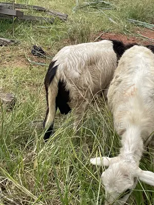Crossed Breed Ram 