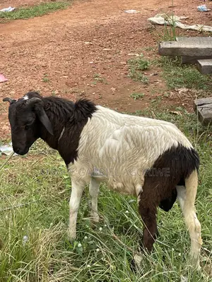 Crossed Breed Ram 