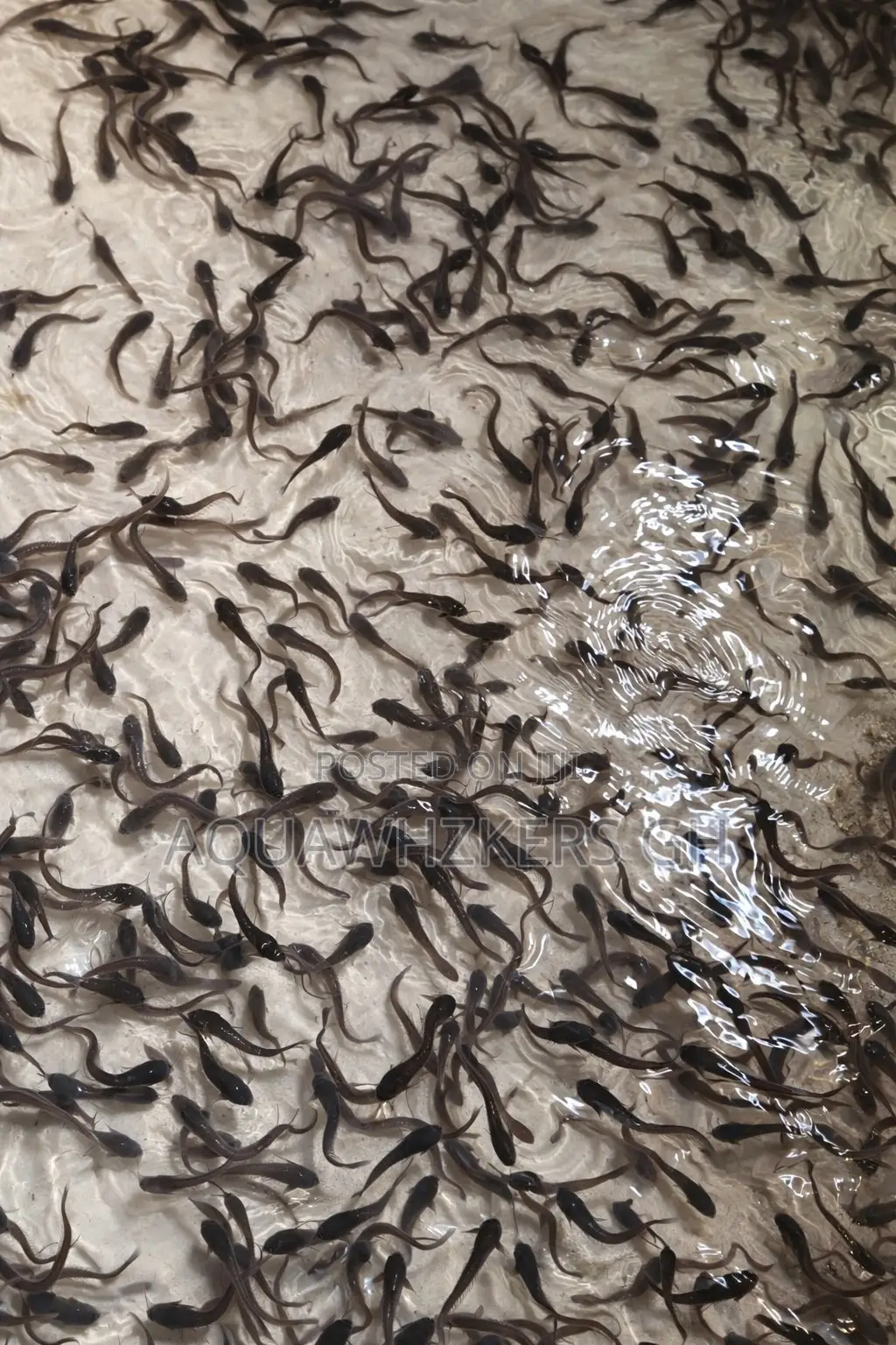 Fast Growing Fingerlings and Juveniles