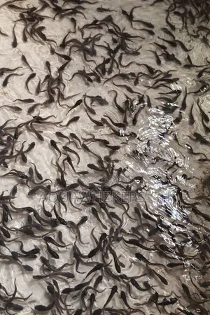 Fast Growing Fingerlings and Juveniles