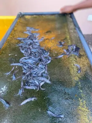 Fast Growing Fingerlings and Juveniles