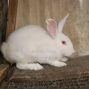 Matured Female New Zealand Rabbits