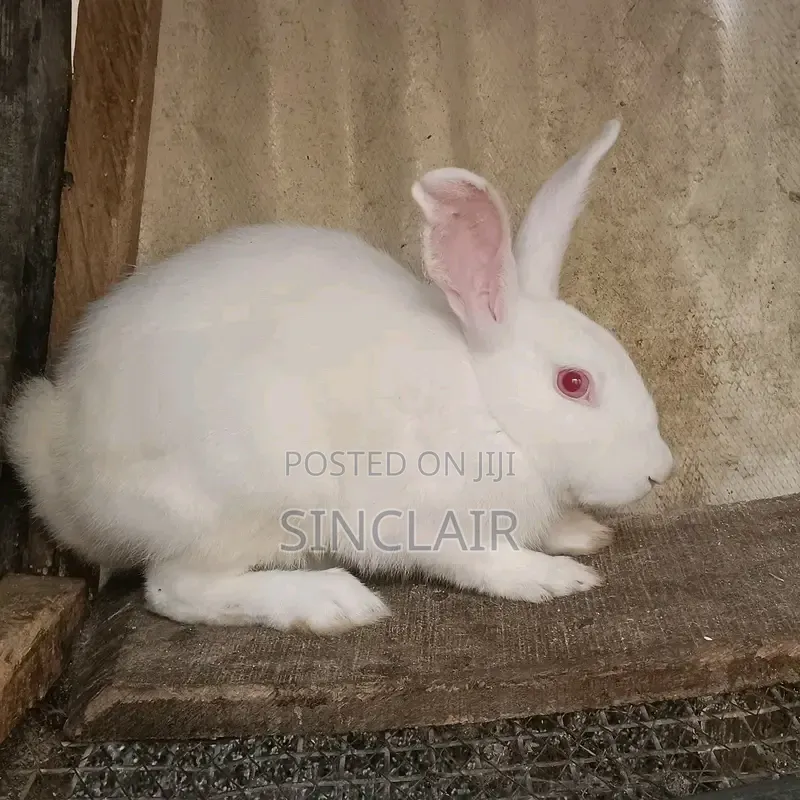 Matured Female New Zealand Rabbits